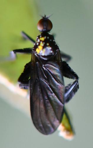 Réf. 301 398 : Empis pennipes